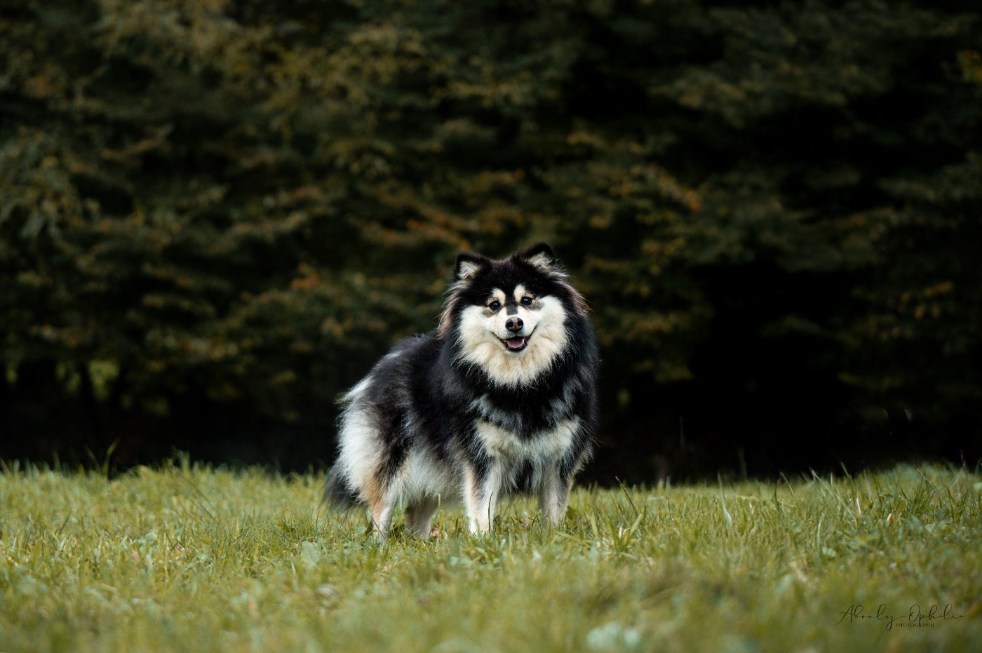 Uska Du Domaine De Mirage