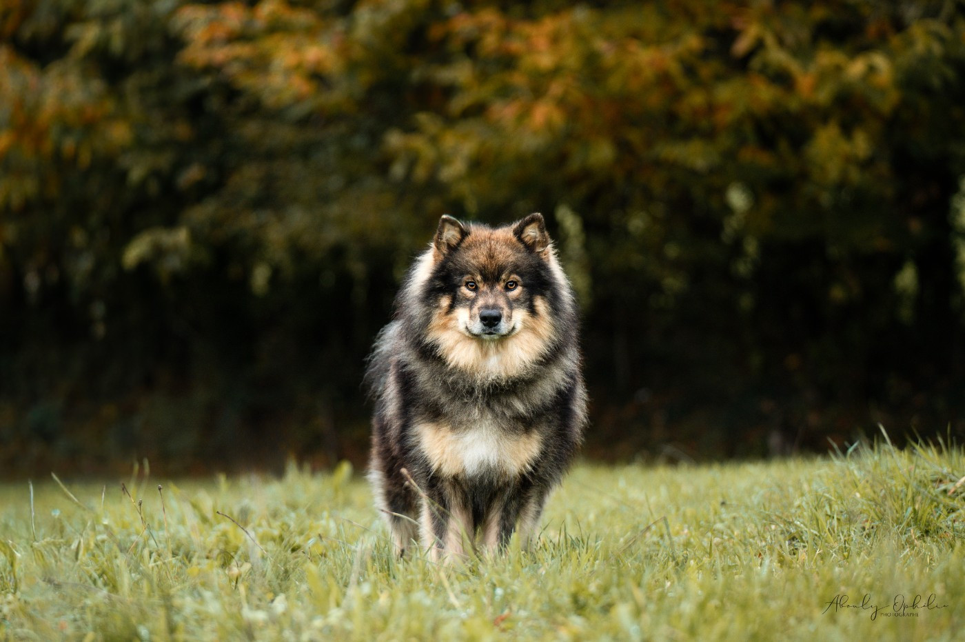 Ukonniemi ucky of artic cobaka