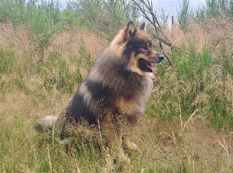 Ukonniemi ucky of artic cobaka