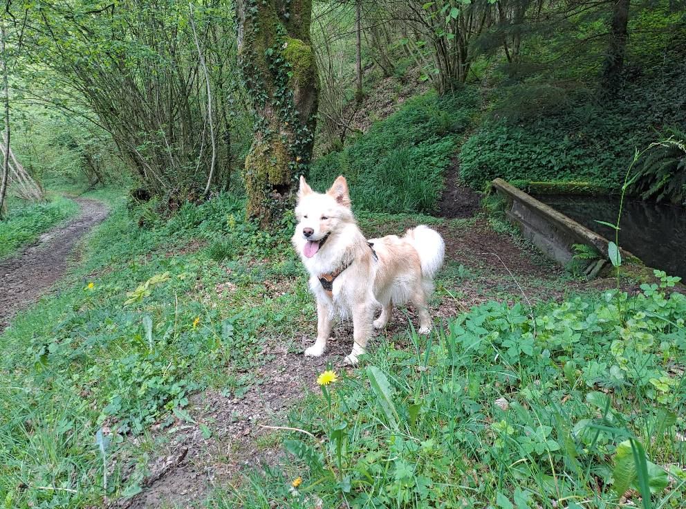 Ubelle Du Domaine Louchine