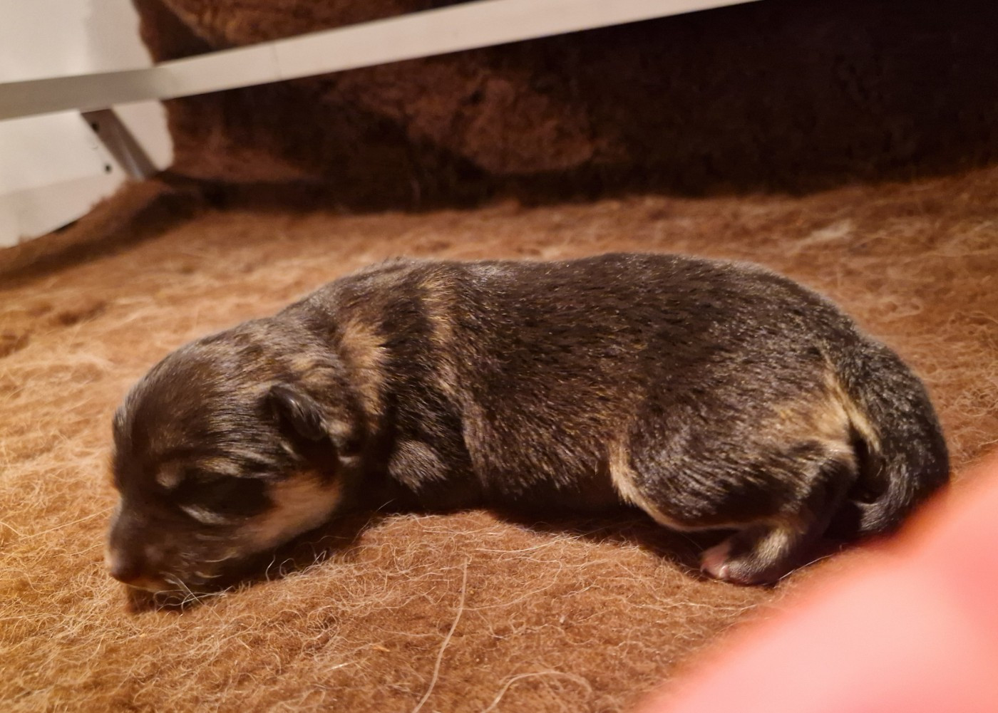 Des Etoiles Finnoises - Chiots disponibles - Chien finnois de Laponie