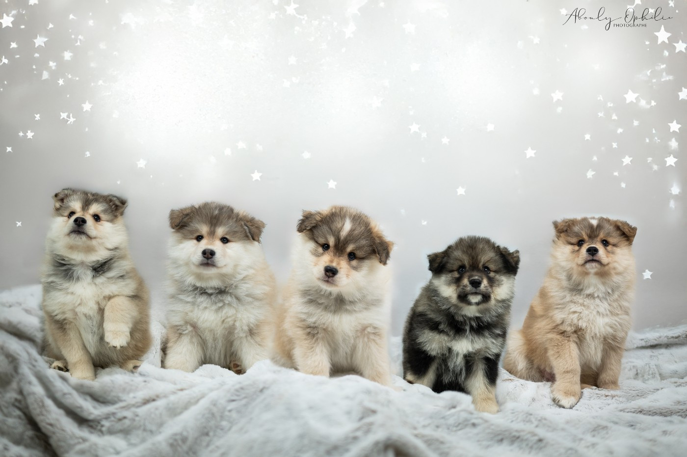 Des Etoiles Finnoises - Chien finnois de Laponie - Portée née le 21/11/2025