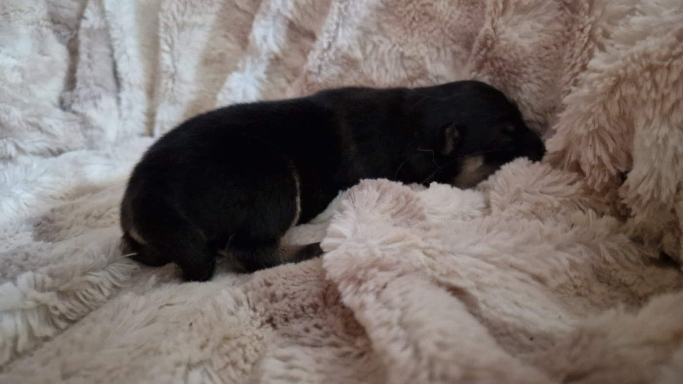 Des Etoiles Finnoises - Chiots disponibles - Chien finnois de Laponie