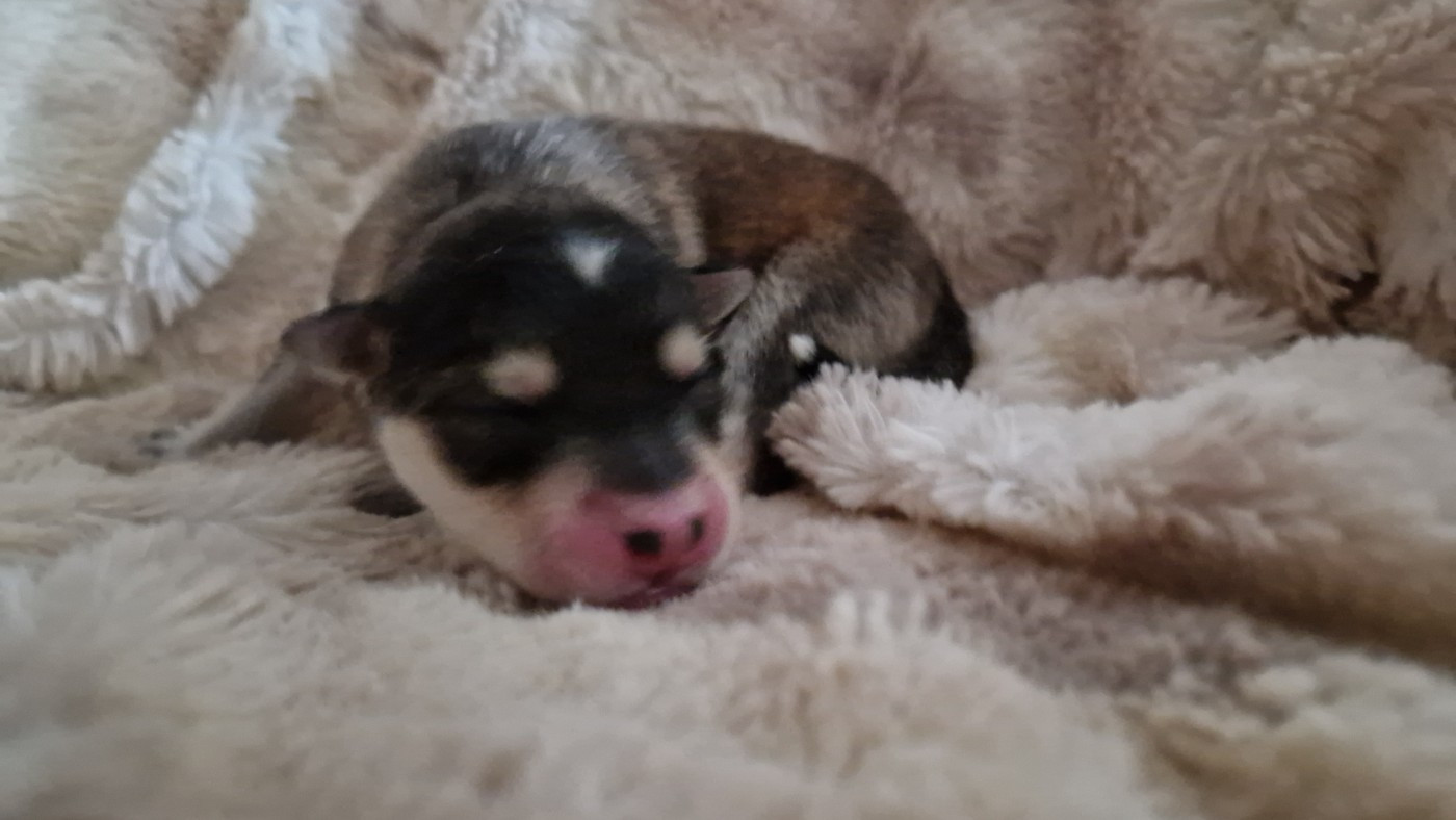 Des Etoiles Finnoises - Chiots disponibles - Chien finnois de Laponie
