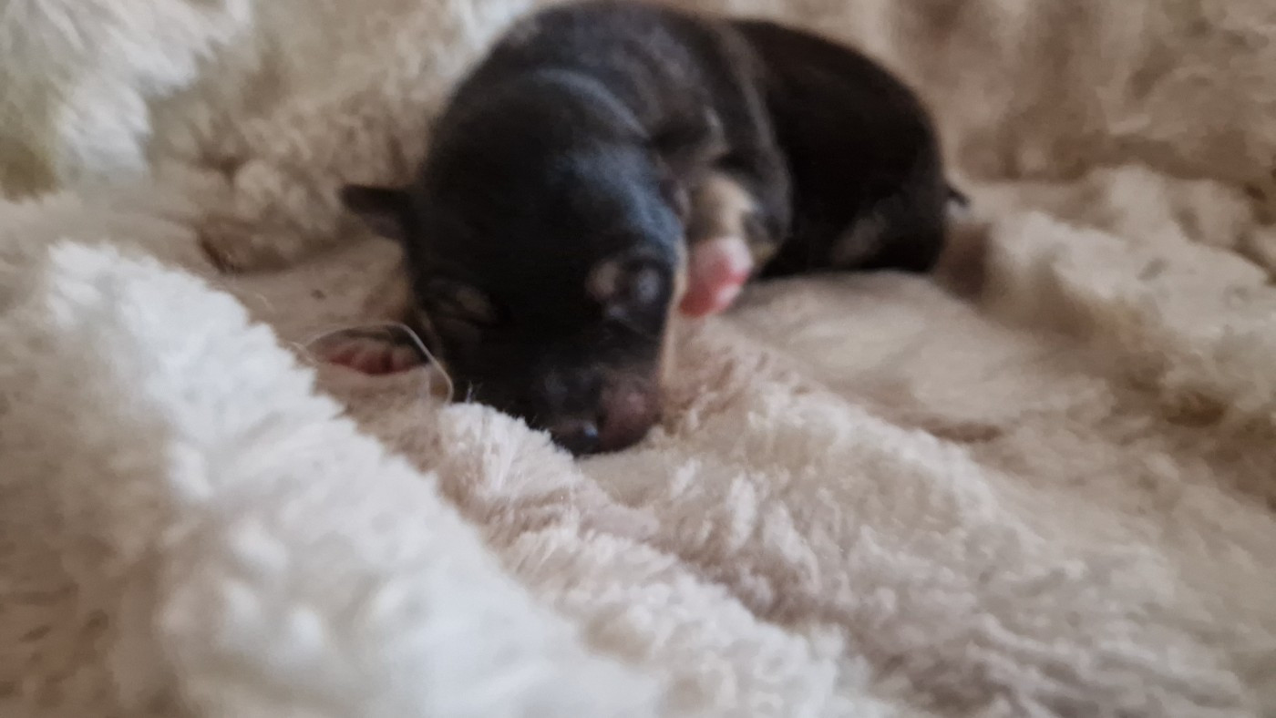 Des Etoiles Finnoises - Chiots disponibles - Chien finnois de Laponie