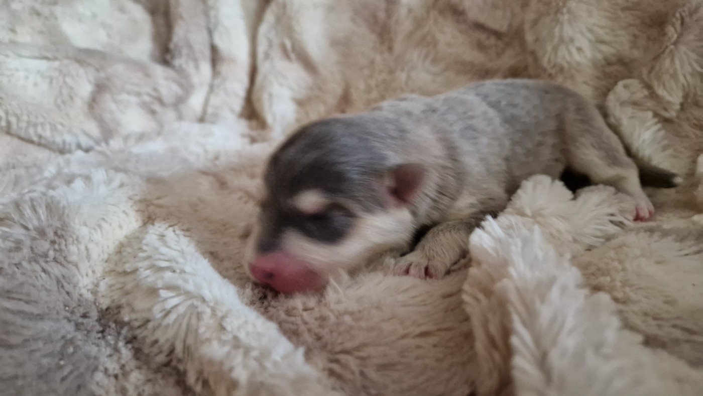 Des Etoiles Finnoises - Chiots disponibles - Chien finnois de Laponie